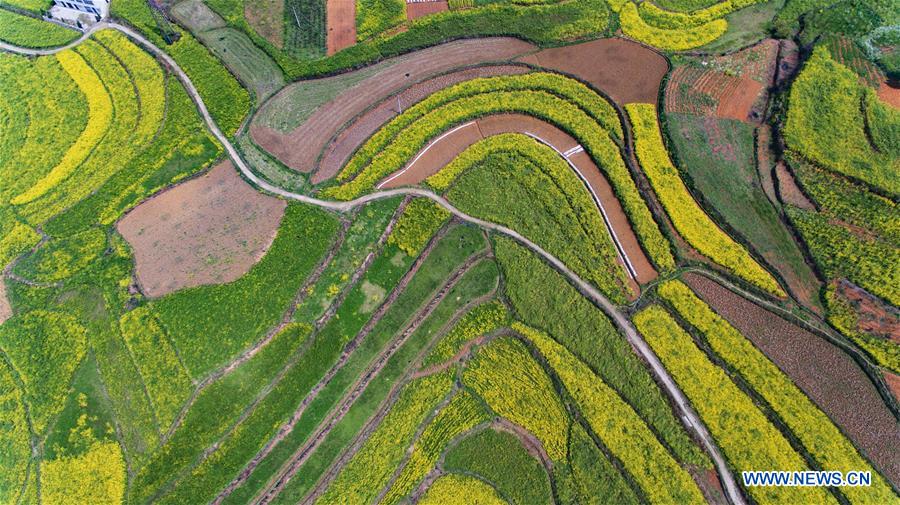 Chine : champs de fleurs de colza à Anshun au Guizhou