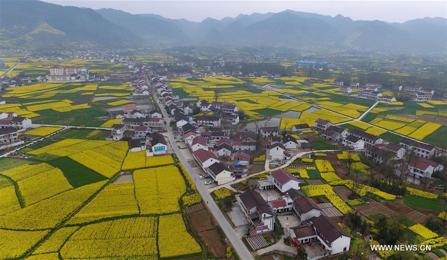 Des champs de fleurs de colza à Hanzhong
