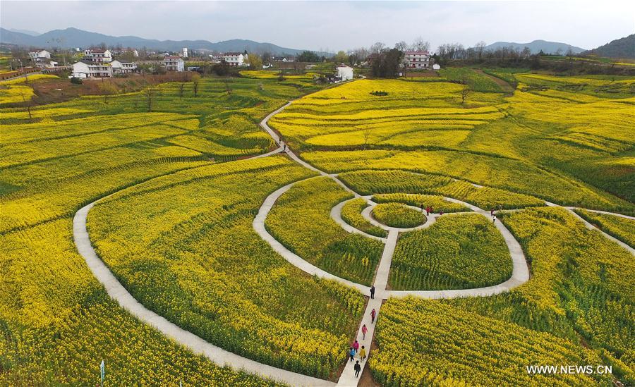 Des champs de fleurs de colza à Hanzhong