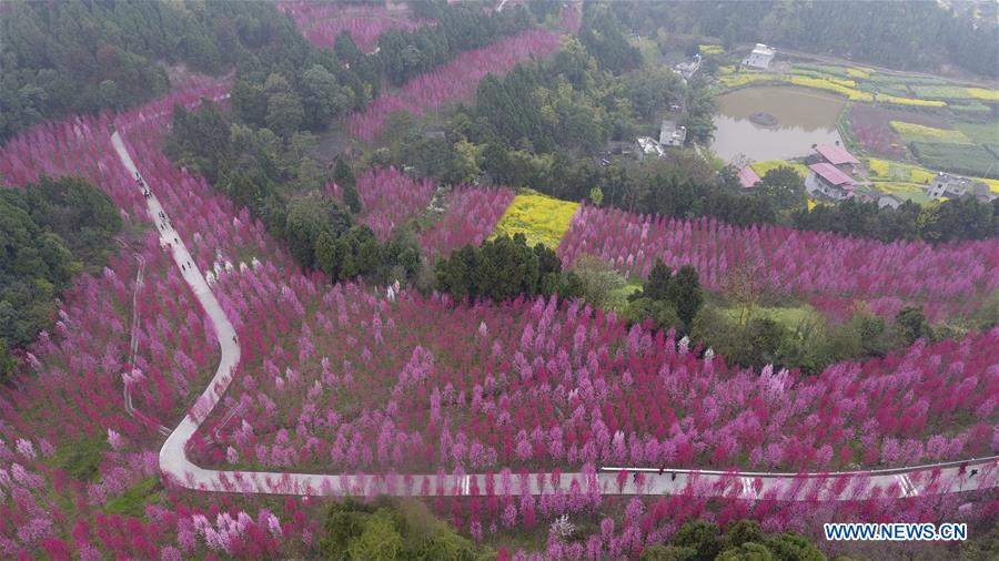 Chine : fleurs de pêcher à Zhongjiang au Sichuan