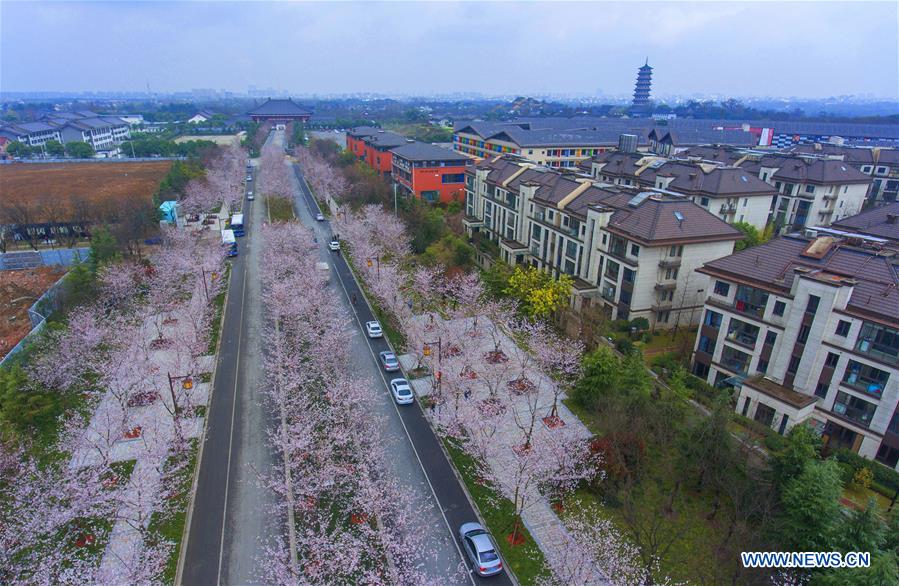 Chine : floraison des cerisiers à Yangzhou
