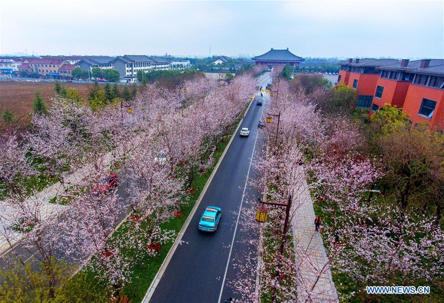 Chine : floraison des cerisiers à Yangzhou