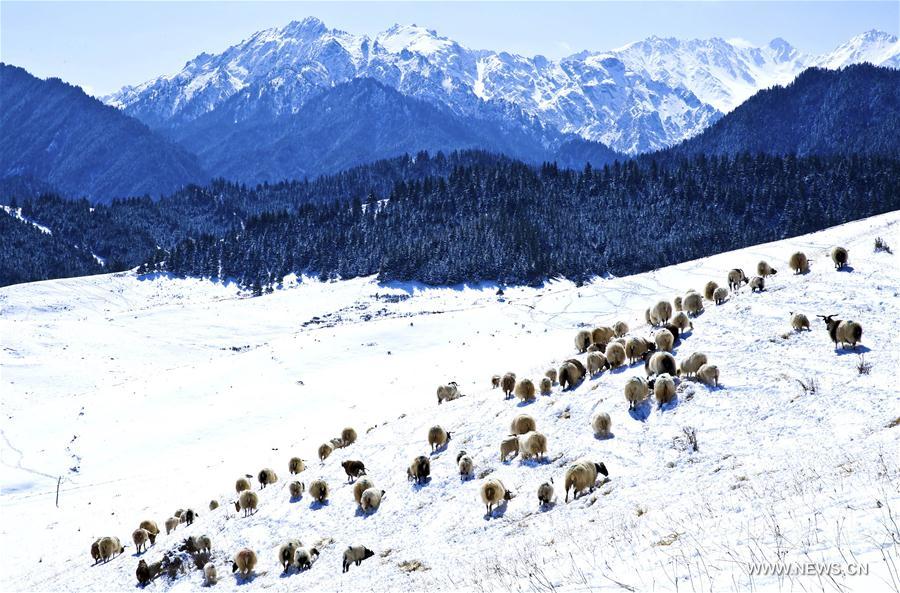 Paysage des monts Qilian recouverts de neige
