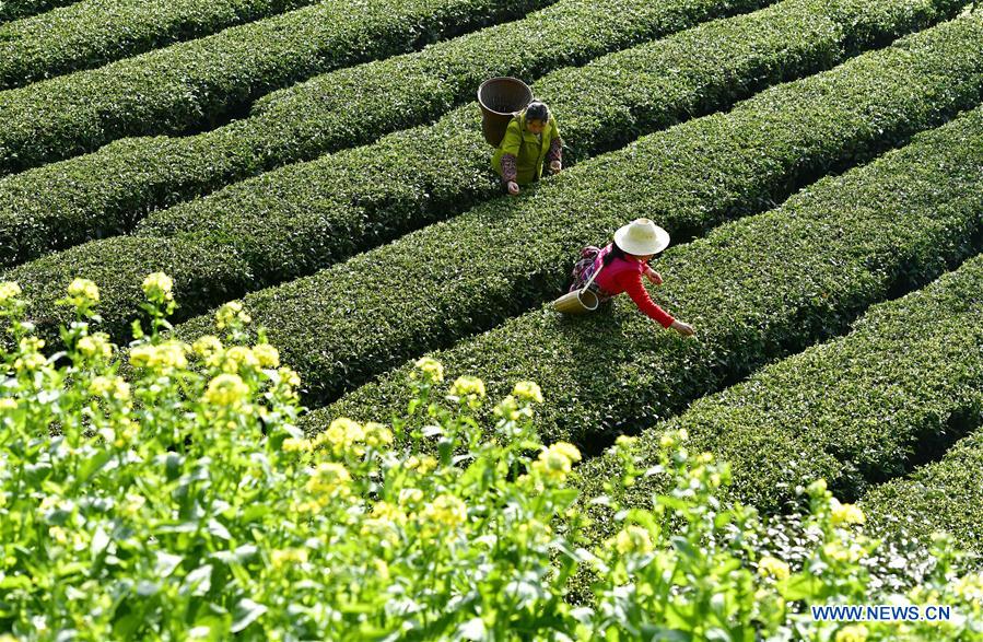 Chine : la cueillette des feuilles de thé au Hubei