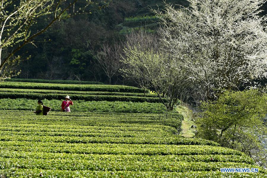 Chine : la cueillette des feuilles de thé au Hubei