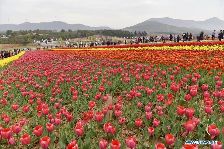 Chine : champs de tulipes à Chaohu dans l'Anhui
