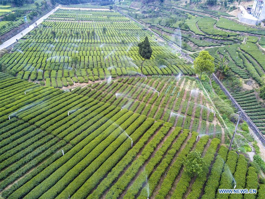 Chine : cueillette des feuilles de thé au Hubei 
