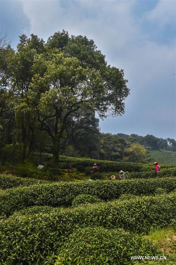 Cueillette du thé à Hangzhou