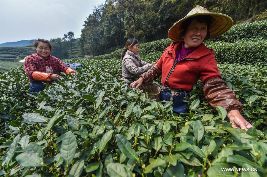 Cueillette du thé à Hangzhou