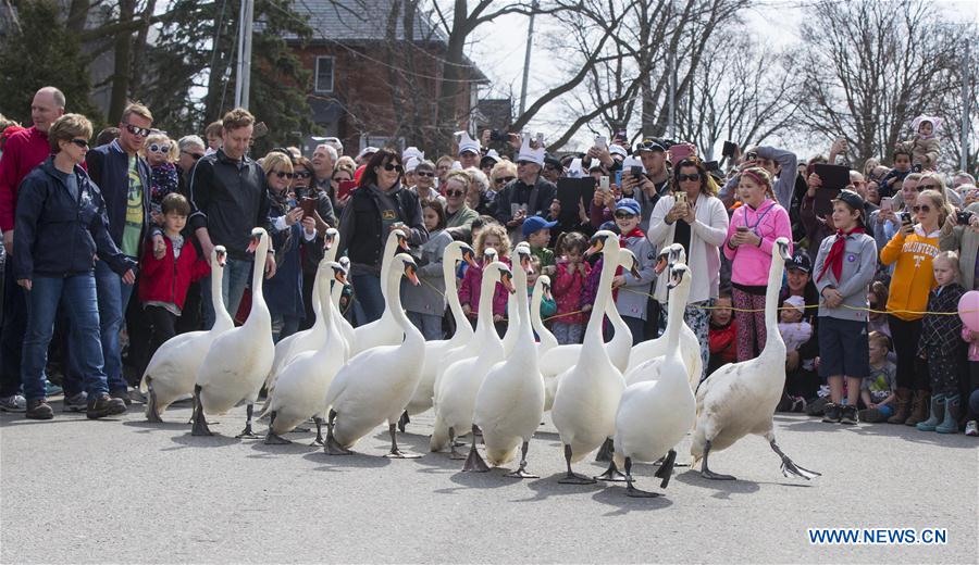 Canada : parade des cygnes à Stratford