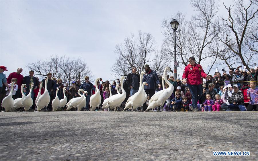Canada : parade des cygnes à Stratford