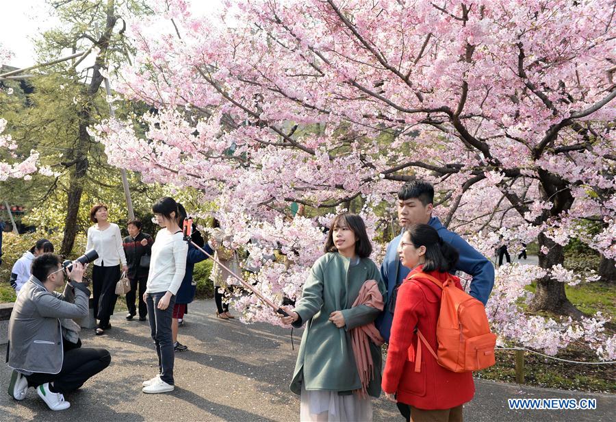 Floraison des cerisiers à Tokyo
