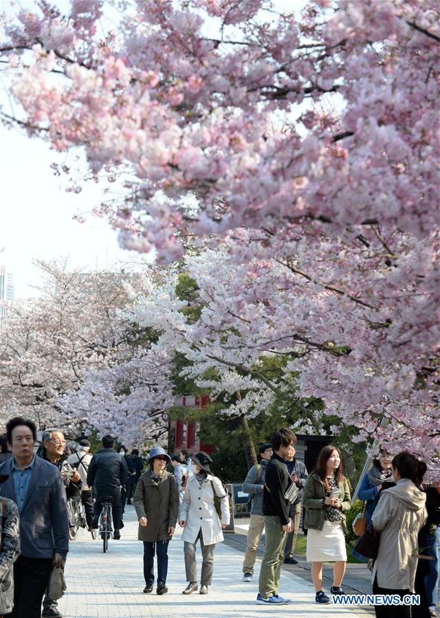 Floraison des cerisiers à Tokyo