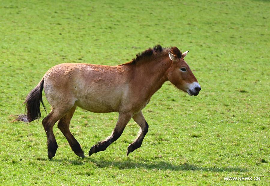 Belgique : deux chevaux de Przewalski transportés au zoo de Prague