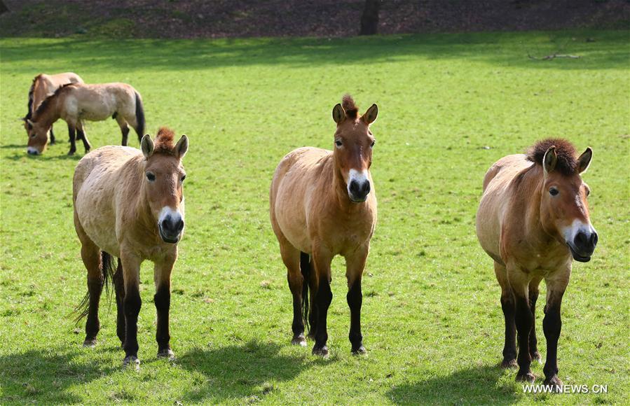 Belgique : deux chevaux de Przewalski transportés au zoo de Prague