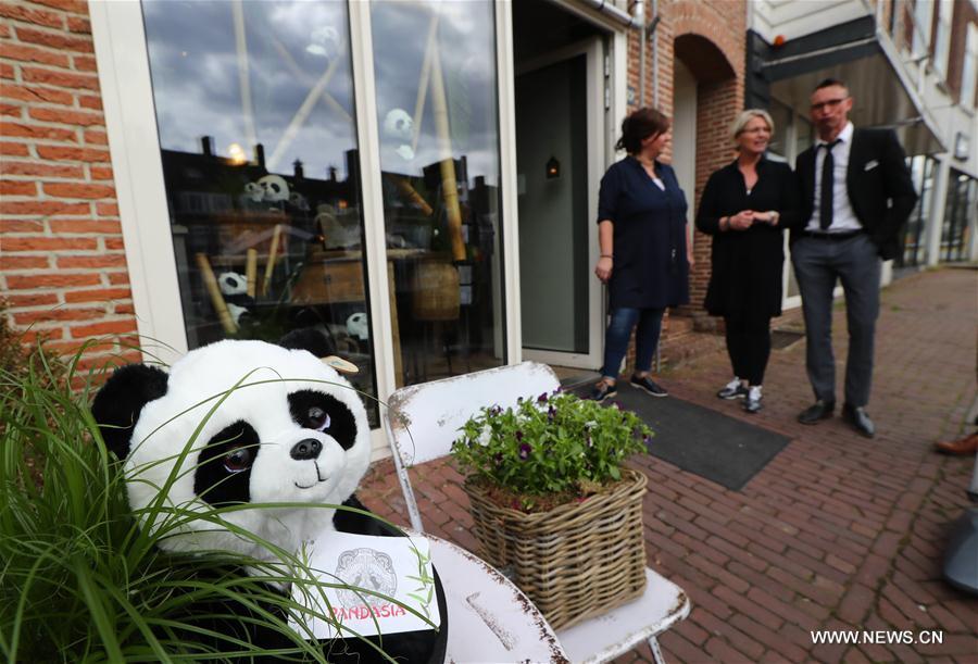 Pandas en peluche dans une commune aux Pays-Bas