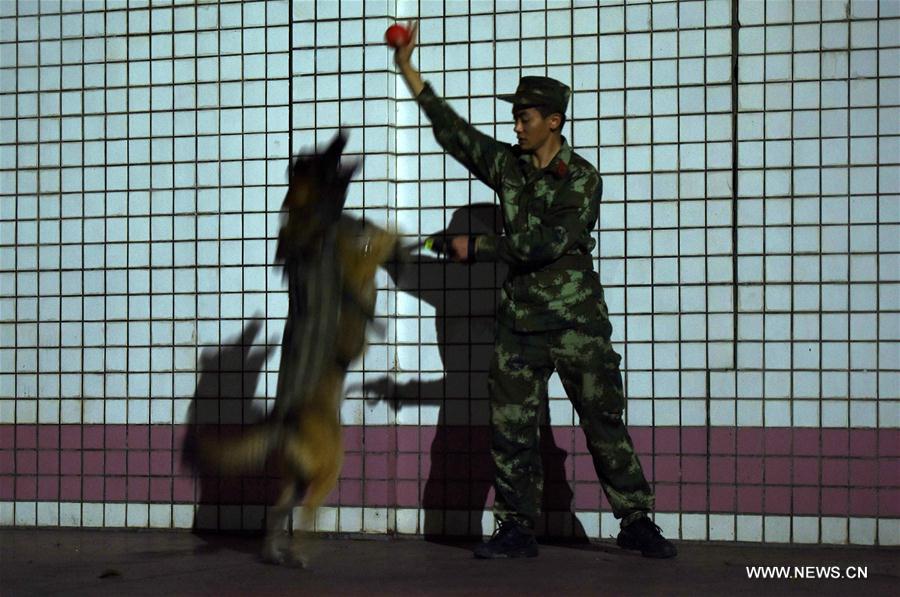 Chine : entraînement de chiens policiers au Guangdong