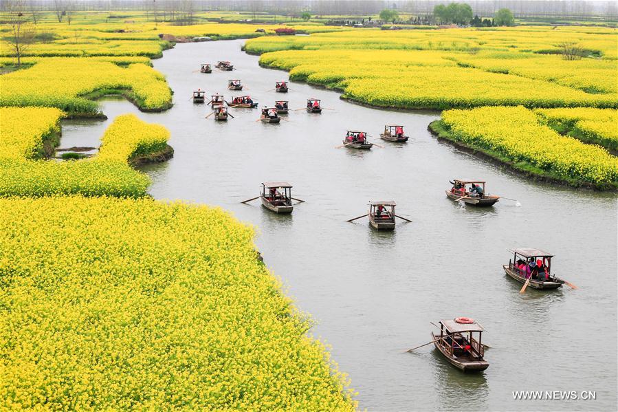 Chine : paysage de fleurs de colza à Xinghua dans le Jiangsu