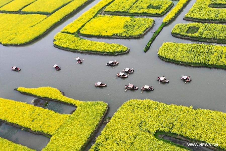 Chine : paysage de fleurs de colza à Xinghua dans le Jiangsu
