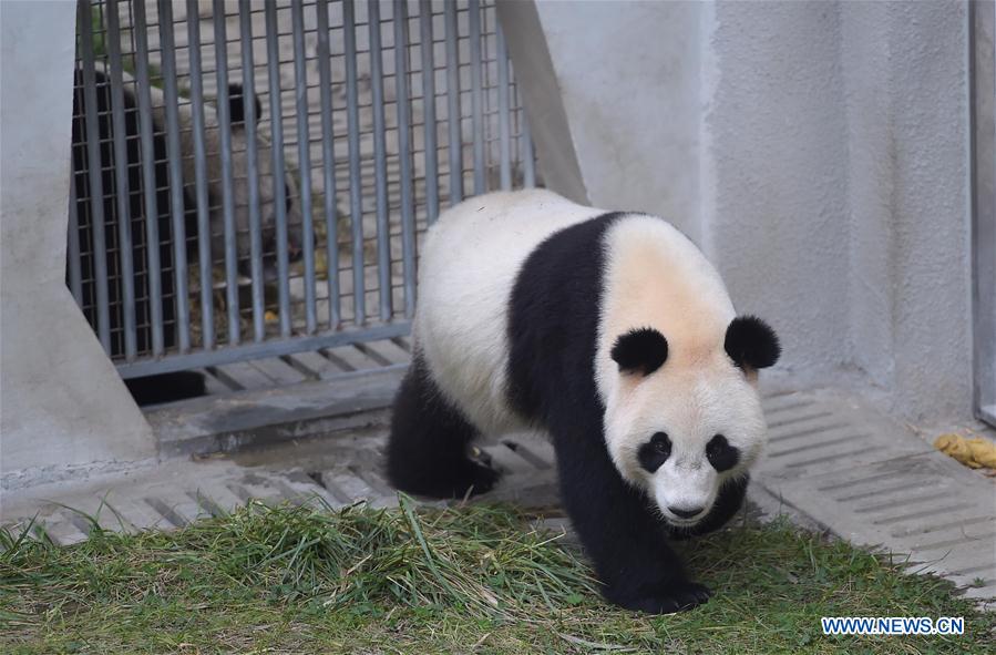 Départ de deux pandas géants pour les Pays-Bas