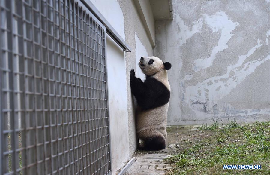 Départ de deux pandas géants pour les Pays-Bas