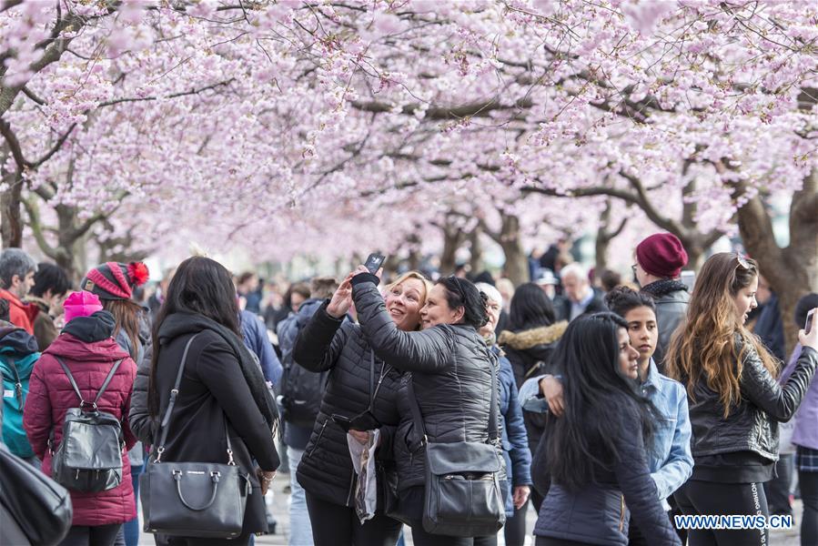 Floraison des cerisiers à Stockholm