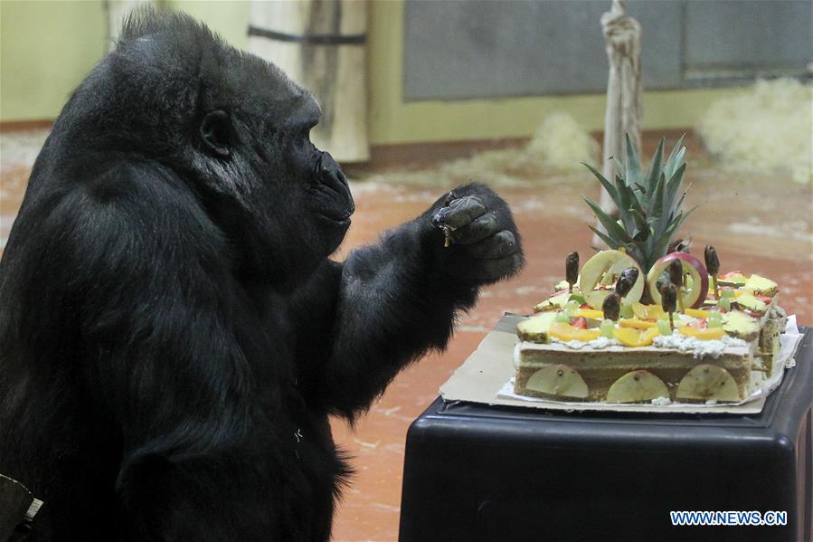 La plus vieille femelle gorille du Zoo de Budapest fête ses 40 ans