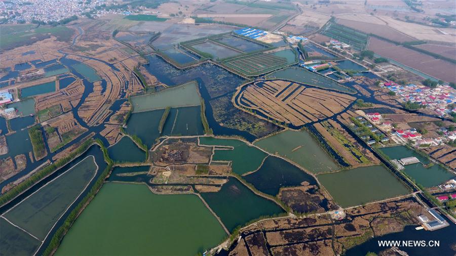 Chine : paysage de Baiyangdian dans la Nouvelle Zone de Xiongan