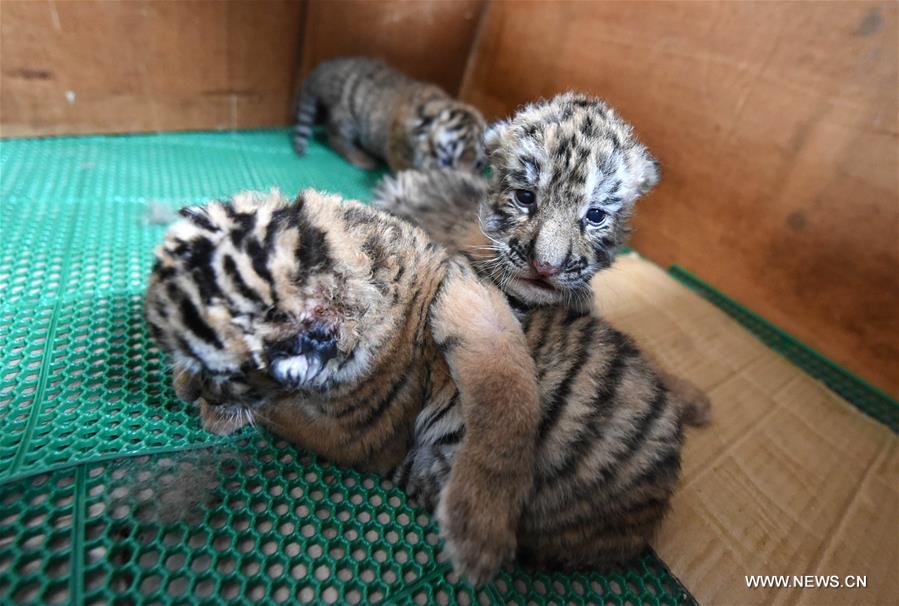 Chine : naissance de 50 tigres de Sibérie dans le nord-est