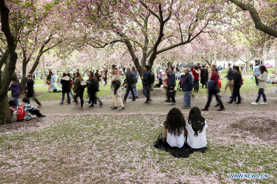 Cerisiers en fleurs à New York