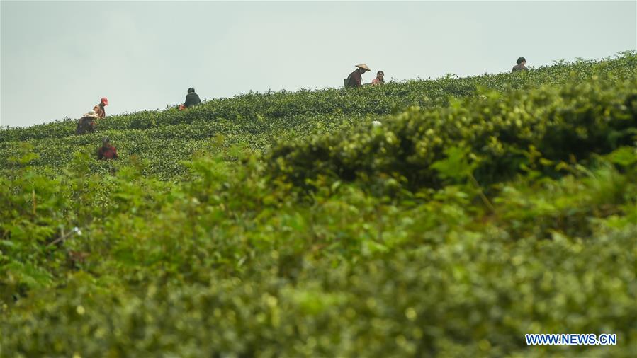 Chine : cueillette du thé au Guizhou