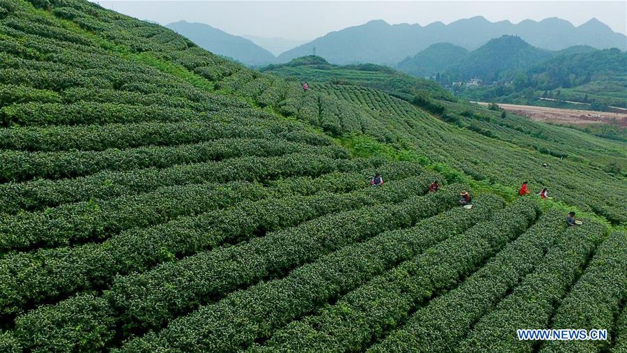 Chine : cueillette du thé au Guizhou