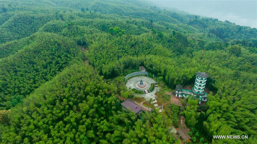 Chine : parc forestier de bambous au Guizhou