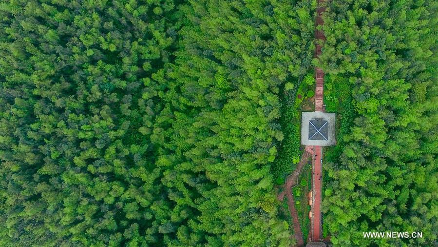 Chine : parc forestier de bambous au Guizhou