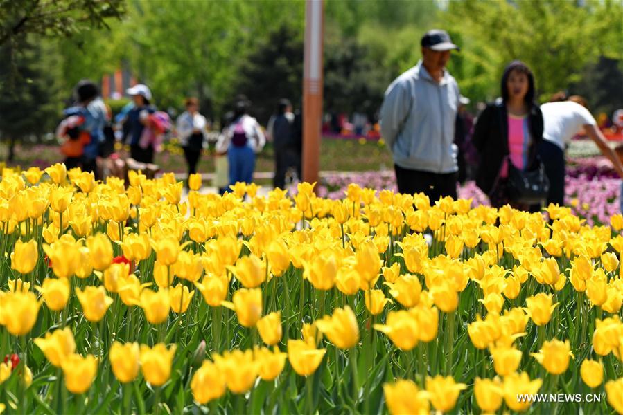 Floraison des tulipes dans le parc de Changchun