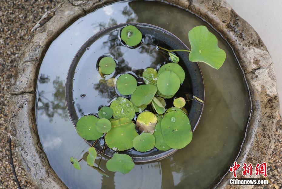 Une graine de lotus datant de 1000 ans revit  Hangzhou