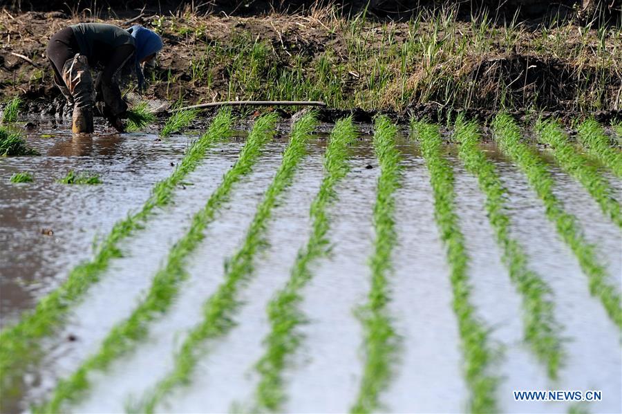 Chine : plantation du riz au Jilin