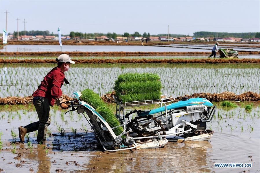 Chine : plantation du riz au Jilin