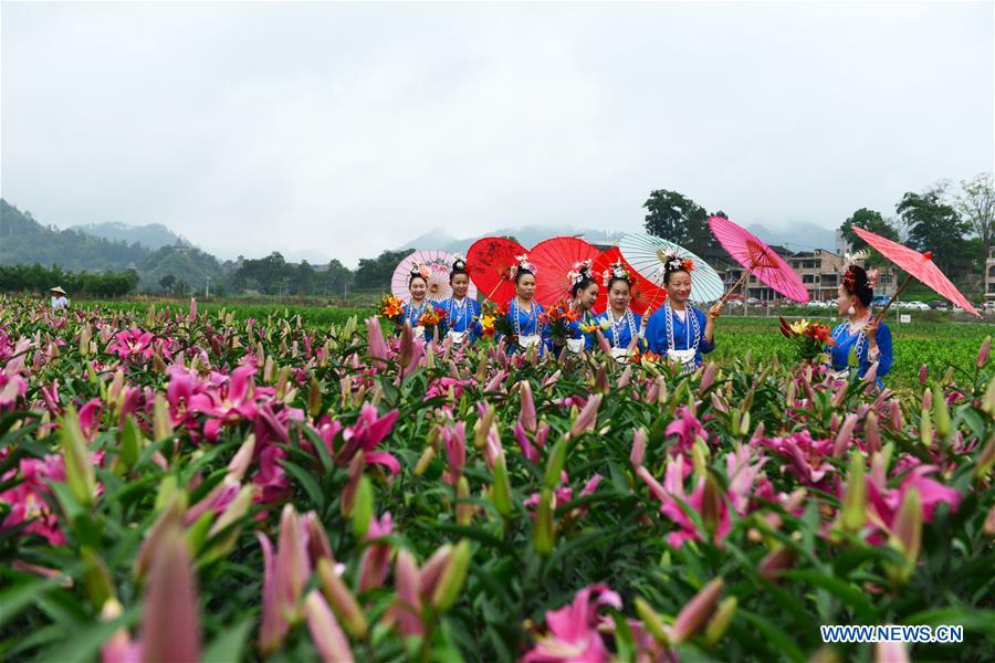 Chine : jardin de lis au Guizhou
