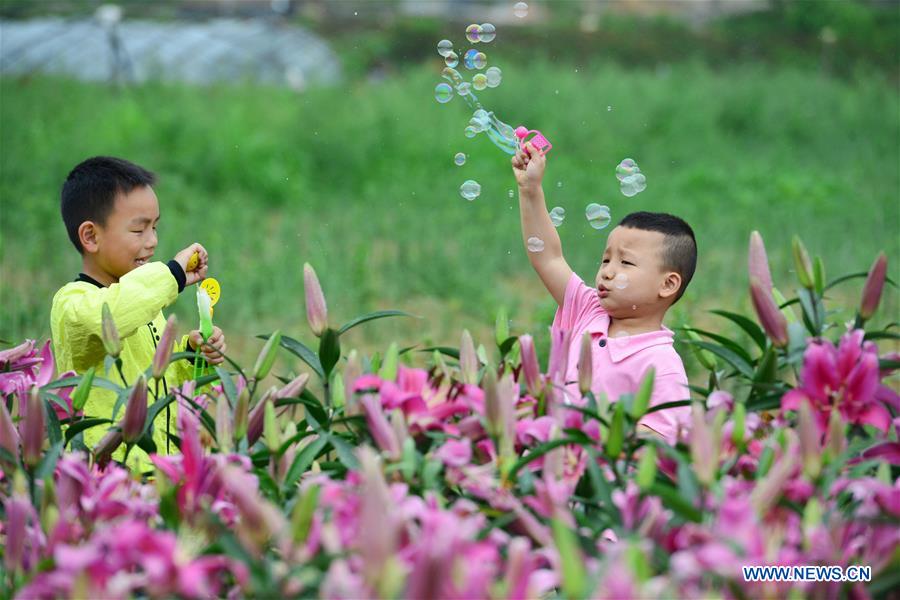 Chine : jardin de lis au Guizhou