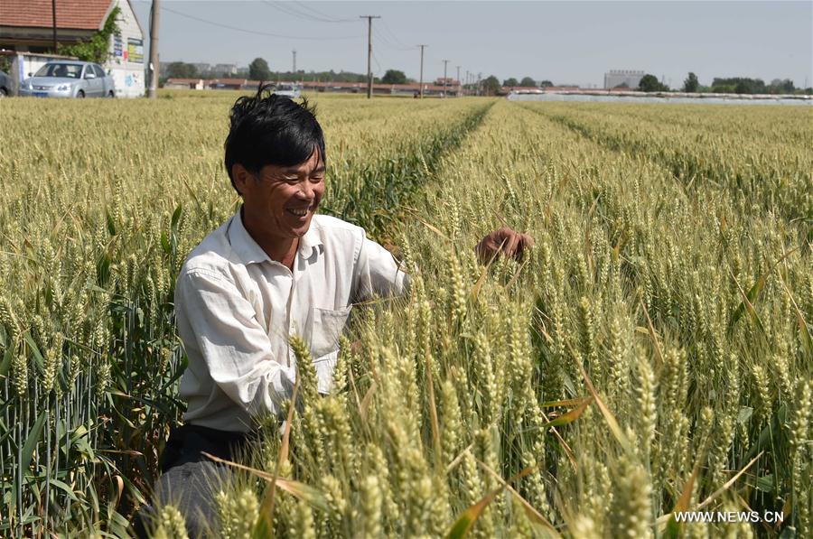 Chine : champs de blé dans le Shandong