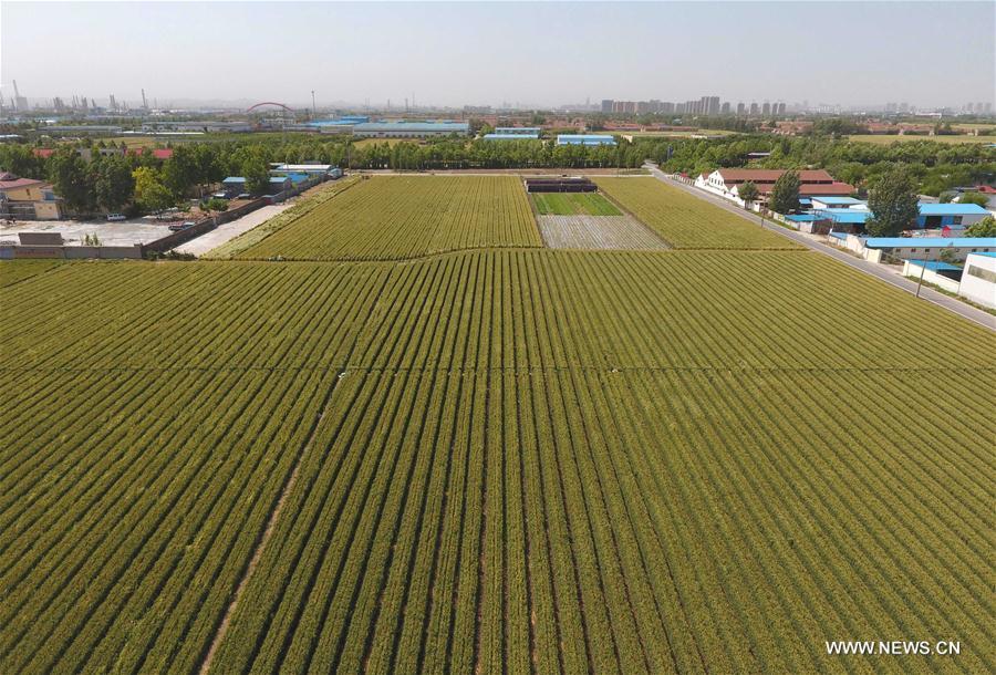 Chine : champs de blé dans le Shandong