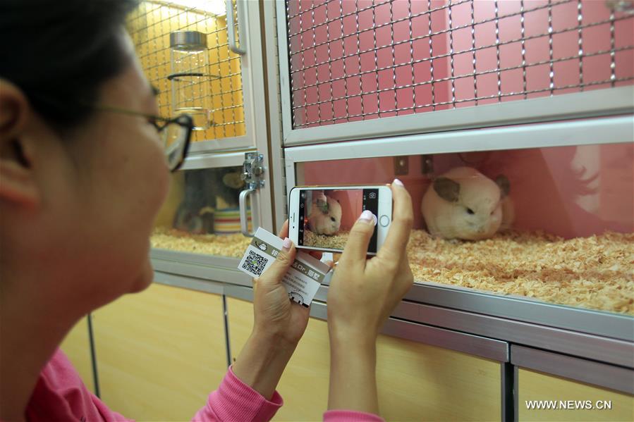 Chine : salon des animaux de compagnie au Ningxia