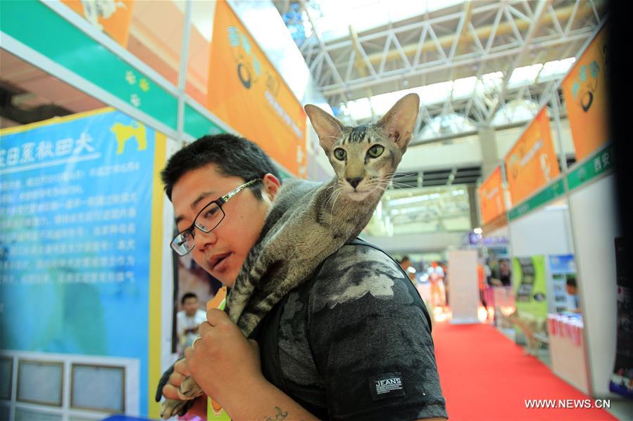 Chine : salon des animaux de compagnie au Ningxia