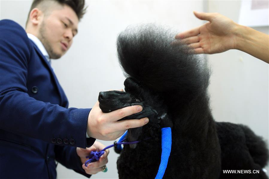 Chine : salon des animaux de compagnie au Ningxia