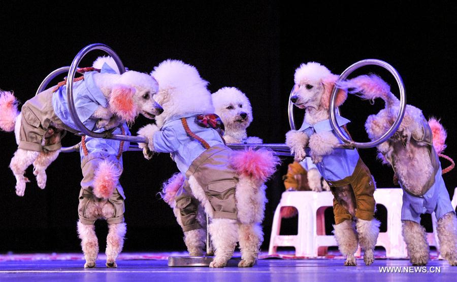 Chine : festival international du cirque à Urumqi