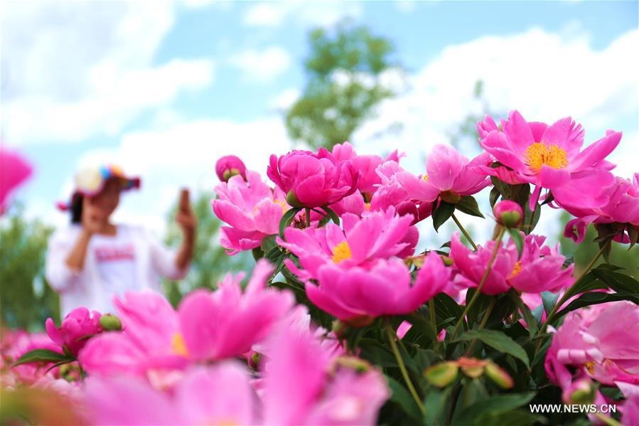 Pivoines dans un village au Hebei