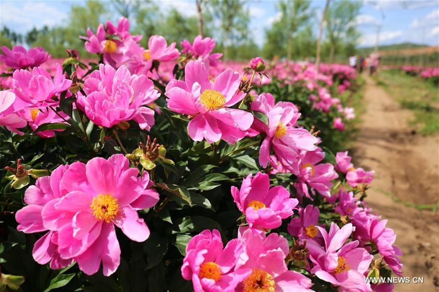 Pivoines dans un village au Hebei