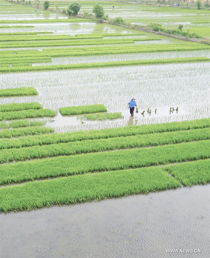 Chine : travail agricole dans l'est