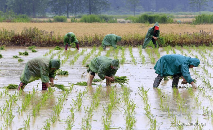 Chine : travail agricole dans l'est